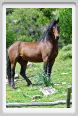 natura_e_cavallo222