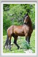 natura_e_cavallo225