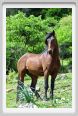 natura_e_cavallo226