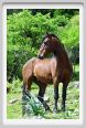 natura_e_cavallo227