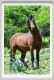 natura_e_cavallo229