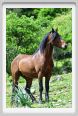 natura_e_cavallo230