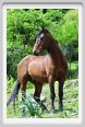 natura_e_cavallo232