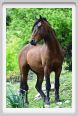 natura_e_cavallo235