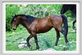 natura_e_cavallo239