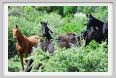 natura_e_cavallo240
