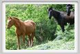 natura_e_cavallo242