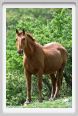 natura_e_cavallo243