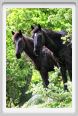 natura_e_cavallo244