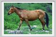 natura_e_cavallo245