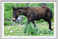natura_e_cavallo247
