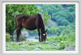 natura_e_cavallo249