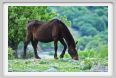 natura_e_cavallo250