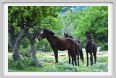 natura_e_cavallo252
