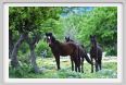 natura_e_cavallo253