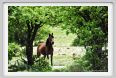 natura_e_cavallo254