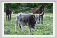 natura_e_cavallo256