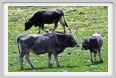 natura_e_cavallo258