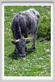 natura_e_cavallo261