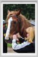 natura_e_cavallo022