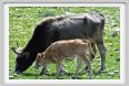 natura_e_cavallo262