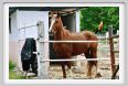 natura_e_cavallo025
