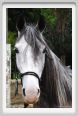 natura_e_cavallo027