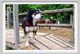 natura_e_cavallo029