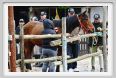 natura_e_cavallo031