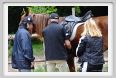 natura_e_cavallo035