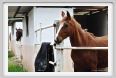 natura_e_cavallo037