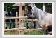 natura_e_cavallo038