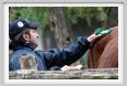 natura_e_cavallo003