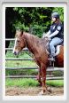 natura_e_cavallo059
