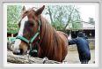 natura_e_cavallo004