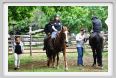 natura_e_cavallo085