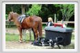 natura_e_cavallo009