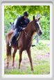 natura_e_cavallo097