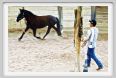 natura_e_cavallo133
