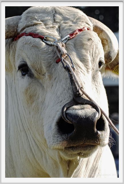 chianina_chiari006