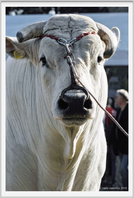 chianina_chiari007