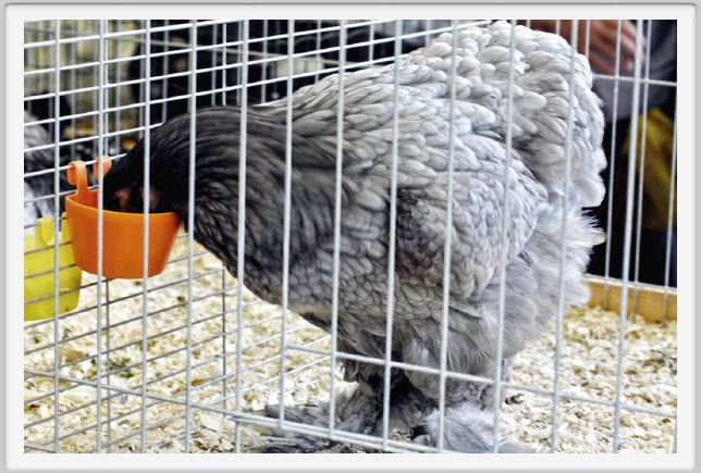 pollo_brahma002