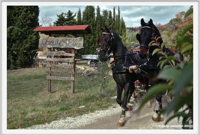 sant_elia017