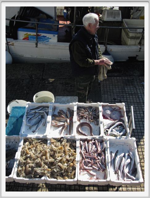 viareggio224