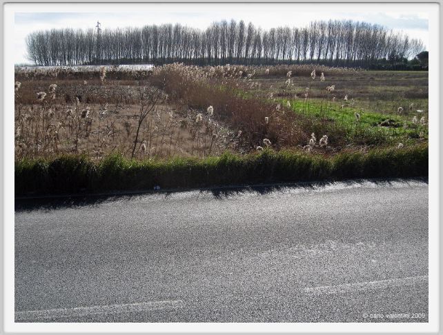 viareggio_bocchette228