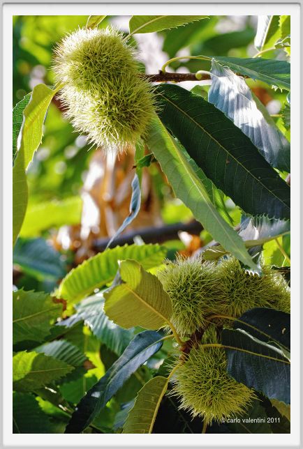 castagne006