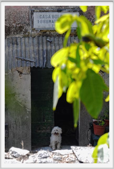 malbacco_seravezza003