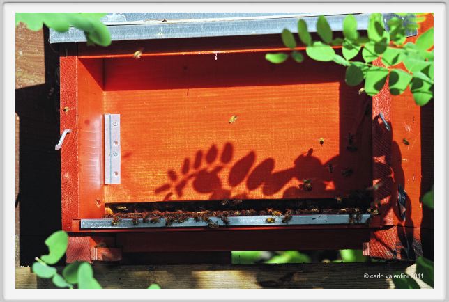 ape_apicoltura004