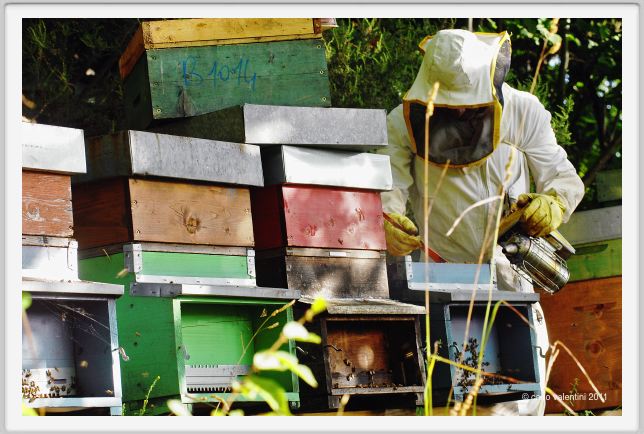 ape_apicoltura006