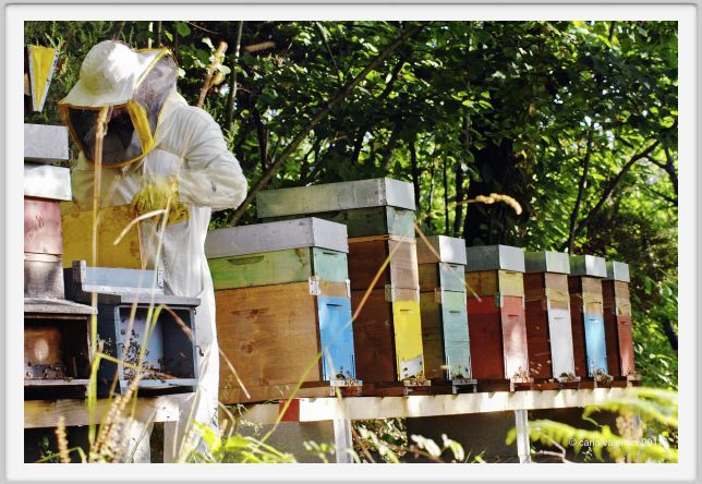 ape_apicoltura008